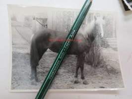 Läsipää hevonen II -valokuva