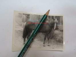 Läsipää hevonen -valokuva
