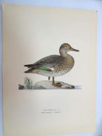 Tavi - Kricka - Anas Crecca -Svenska fåglar, von Wright, 1927-29, painokuva -print