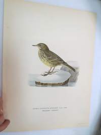Luotokirvinen - Skärpiplärka - Anthus Spinoletta Rupestris -Svenska fåglar, von Wright, 1927-29, painokuva -print