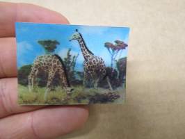 Kirahvi - Kellogg´s Afrikan villieläimiä / Afrikas djurvärld 3-D / kolmiulotteinen keräilykuva