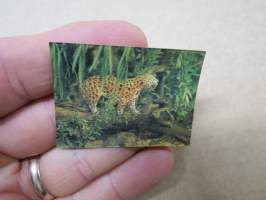 Leopardi - Kellogg´s Afrikan villieläimiä / Afrikas djurvärld 3-D / kolmiulotteinen keräilykuva