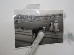 Ajokoira, koiranäyttely 1960 -valokuva / photograph, dog