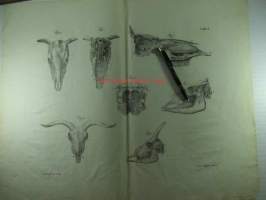 Eläimen kalloja Tab. 6 - 1800-luvun lopun painokuva opetustarkoituksiin