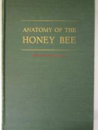 Anatomy of the Honey Bee