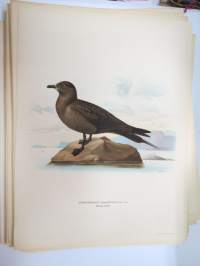 Kihu - vanlig labb -Svenska fåglar, von Wright, 1927-29, painokuva -print
