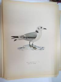 Pikkukajava -tretåig mås - alförrädare -Svenska fåglar, von Wright, 1927-29, painokuva -print