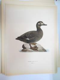 Pilkkasiipi - svärta -Svenska fåglar, von Wright, 1927-29, painokuva -print