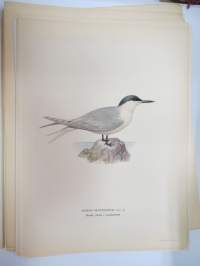 Riuttatiira - kentsk tärna -Svenska fåglar, von Wright, 1927-29, painokuva -print
