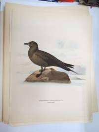 Kihu - vanlig labb -Svenska fåglar, von Wright, 1927-29, painokuva -print