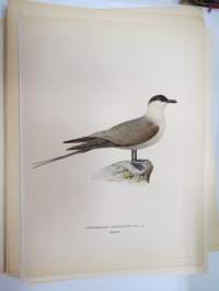 Tunturikihu - fjällabb -Svenska fåglar, von Wright, 1927-29, painokuva -print
