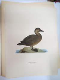 Mustalintu - sjöorre -Svenska fåglar, von Wright, 1927-29, painokuva -print
