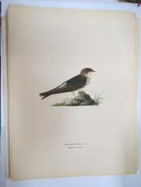 Räystäspääsky - Hussvala - Hirundo Urbica -Svenska fåglar, von Wright, 1927-29, painokuva -print