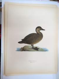 Mustalintu - sjöorre -Svenska fåglar, von Wright, 1927-29, painokuva -print