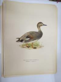 Snatterand - harmaasorsa -Svenska fåglar, von Wright, 1927-29, painokuva -print