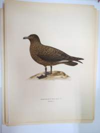 Isokihu - storlabb -Svenska fåglar, von Wright, 1927-29, painokuva -print