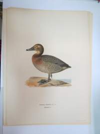 Punasotka - brunand -Svenska fåglar, von Wright, 1927-29, painokuva -print