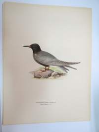 Mustatiira - svart tärna -Svenska fåglar, von Wright, 1927-29, painokuva -print
