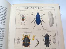 Catalog meiner Insecten-Sammlung von Jacob Sturm - Erster Theil. Käfer. Tunnetun entomologin kovakuoriaiskirjan 3. painos käsinväritettyine kuparipiirroksineen