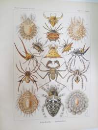 Kunstformen der natur (1899) Arachnida - Spinnenthiere - Hämähäkki -painokuva / print