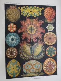 Kunstformen der natur (1899) Ascidiae - Seescheiden - Vaippaeläimet (meritupet) -painokuva / print