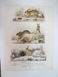 Vanlig Hare, Mohare, Fjellhare, Tysk Hare / Jänis -painokuva Schlachter & Seedorff, Stockholm, 1873, teoksesta 