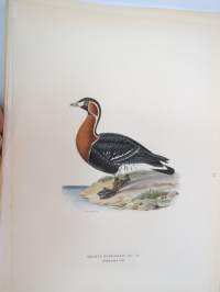 Punakaulainen hanhi - rödhalsad gås -Svenska fåglar, von Wright, 1927-29, painokuva -print
