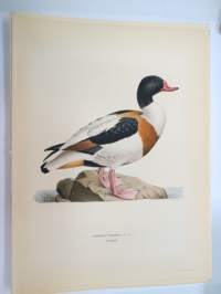 Ristisorsa - grafand -Svenska fåglar, von Wright, 1927-29, painokuva -print