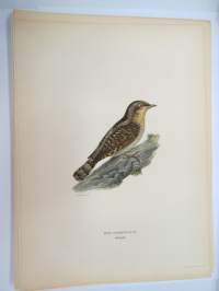 Käenpiika - göktyta -Svenska fåglar, von Wright, 1927-29, painokuva -print