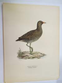 Luhtahuitti - småfläckig sumphöna -Svenska fåglar, von Wright, 1927-29, painokuva -print