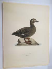 Pilkkasiipi - svärta -Svenska fåglar, von Wright, 1927-29, painokuva -print