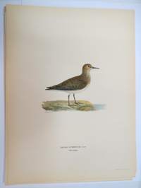 Lapinsirri - mosnäppa -Svenska fåglar, von Wright, 1927-29, painokuva -print