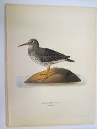 Merisirri - skärsnäppa -Svenska fåglar, von Wright, 1927-29, painokuva -print