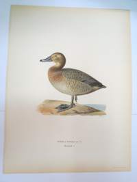 Punasotka - brunand -Svenska fåglar, von Wright, 1927-29, painokuva -print