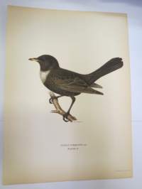 Sepelrastas - ringtrast -Svenska fåglar, von Wright, 1927-29, painokuva -print