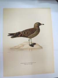 Kihu - vanlig lab -Svenska fåglar, von Wright, 1927-29, painokuva -print