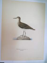 Sothöna - nokikana -Svenska fåglar, von Wright, 1927-29, painokuva -print