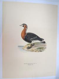 Valkoviklo - gluttsnäppa -Svenska fåglar, von Wright, 1927-29, painokuva -print