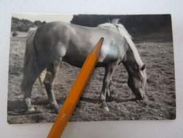 Liinaharja hevonen -valokuva / photograph
