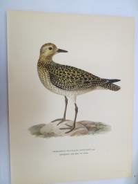 Kapaustarinta - Ljungpipare - Charadrius (Pluvialis) Apricarius Lin -Svenska fåglar, von Wright, 1927-29, painokuva -print