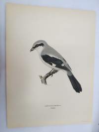 Isolepinkäinen - Varfågel - Lanius excubitor -Svenska fåglar, von Wright, 1927-29, painokuva -print