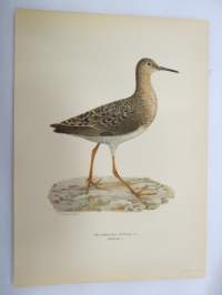 Suokukko - Brushane - Philomachus pugnax -Svenska fåglar, von Wright, 1927-29, painokuva -print