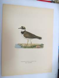 Pikkutylli - Mindre strandpipare - Charadrius dubius curonicus -Svenska fåglar, von Wright, 1927-29, painokuva -print