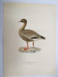 Lyhytnokkahanhi - Spetsbergsgås - Anser Brachyrhynchus -Svenska fåglar, von Wright, 1927-29, painokuva -print