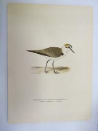 Mustajalkatylli - Svartbent strandpipare - Charadrius (Leucopolius) Alexandrinus -Svenska fåglar, von Wright, 1927-29, painokuva -print