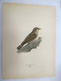 Käenpiika - Göktyta - Iynx Torguilla -Svenska fåglar, von Wright, 1927-29, painokuva -print