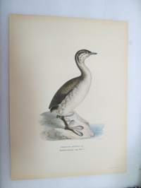 Mustakurkku-uikku - Svarthakedopping - Podiceps Auritus -Svenska fåglar, von Wright, 1927-29, painokuva -print
