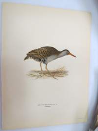 Luhtakana - Vattenrall - Rallus Aquaticus -Svenska fåglar, von Wright, 1927-29, painokuva -print