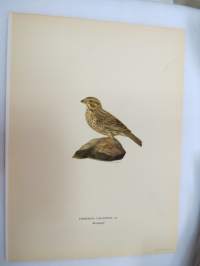 Harmaasirkku - Kornsparf - Emberiza Calandra - Erythrinus -Svenska fåglar, von Wright, 1927-29, painokuva -print