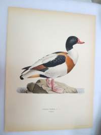 Ristisorsa - Grafand - Tadorna Tadorna -Svenska fåglar, von Wright, 1927-29, painokuva -print